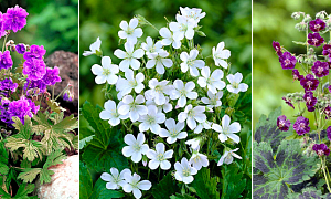 Герань в ассортименте