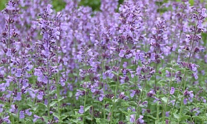 Котовник Фассена  "Кит Кат" (Kit Cat)