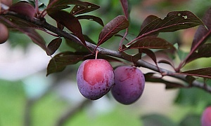 Алыча "Фортеция"