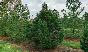 Сосна горная "Гном"