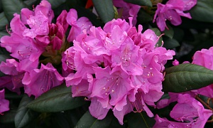 Рододендрон "Розеум Элеганс" (Roseum Elegans)