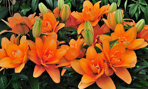 Лилия Азиатская "Скубиду" (Scoubidou)