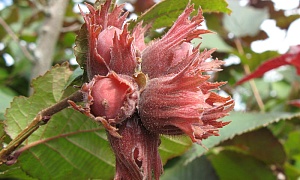 Фундук "Московский рубин"