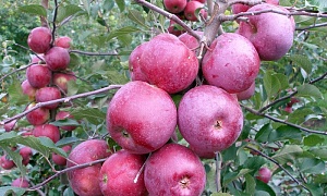 Яблоня "Подарок Графскому"