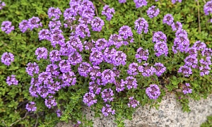 Тимьян лимоннопахнущий