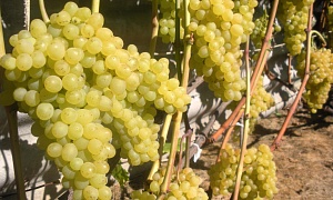 Виноград "Кишмиш №342"