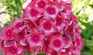 Флокс метельчатый" Уральские сказы" ( Fairytail of the Ural)