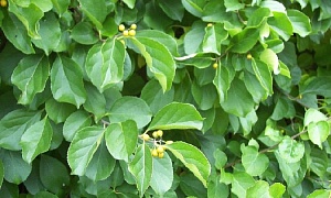 Древогубец круглолистный