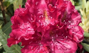 Рододендрон гибридный "Казимир Велки / Роял Скарлет" (Rh.hybrid Kazimierz Wielki/ Royal Scarlet)