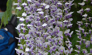 Глициния флорибунда "Naga noda"