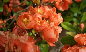 Айва великолепная "Salmon Horizon"