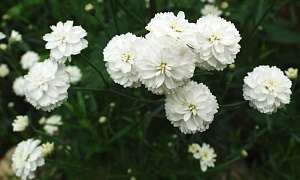 Тысячелистник птармика "Диадем" (Diadem)