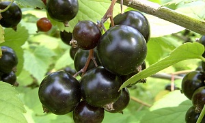 Смородина черная "Черный жемчуг"