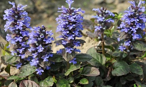 Живучка ползучая