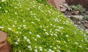 Мшанка шиловидная "Лайм Мосс" (Lime Moss)