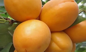 Абрикос "Голд Рич"