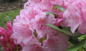 Рододендрон гибридный "Хельсинки Юниверсити" (Helsinki University)