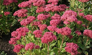 Седум телефиум