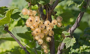 Смородина белая "Императорская желтая"