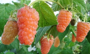 Малина ремонтантная "Оранжевое чудо"