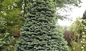 Пихта одноцветная "Аргентея" (Argentea)