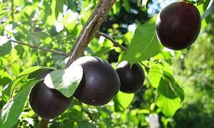 Абрикос "Чёрный бархат"