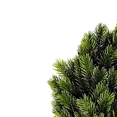 Хвойные Хвойные
