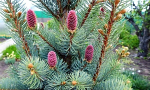 Ель колючая "Хупси" Ель колючая "Хупси"