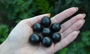 Смородина черная "Ленинградский великан"