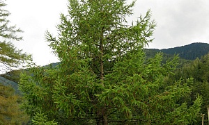 Лиственница японская Лиственница японская