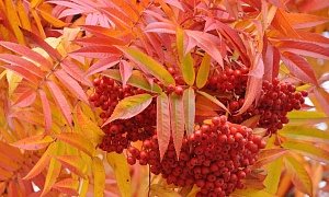 Рябина "Додонг" (Dodong)