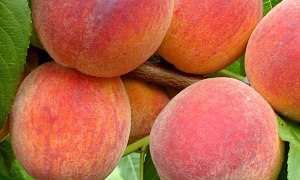 Персик "Биг Хани"