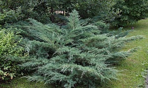 Можжевельник виргинский "Хетц" Можжевельник виргинский "Хетц"