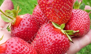 Клубника "Сан Диас"