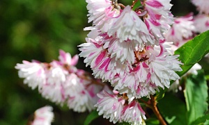 Дейция шершавая "Plena"