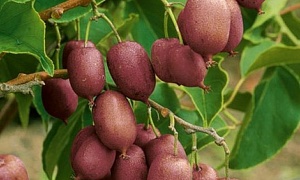 Актинидия аргута "Кенс Ред" (женский сорт)