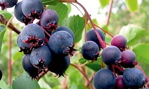 Ирга канадская