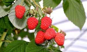 Малина ремонтантная &quot;Полка&quot;