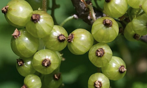 Смородина зеленая "Снежная королева"