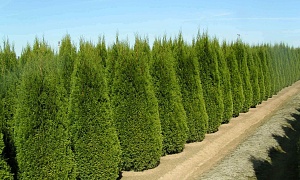 Туя западная "Смарагд" Туя западная "Смарагд"