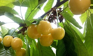 Черешня "Россошанская золотая"