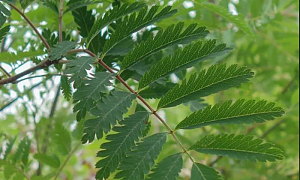 Рябина "Аспленифолия"