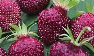 Клубника "Черри Берри" 