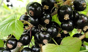 Смородина черная "Селечинская"