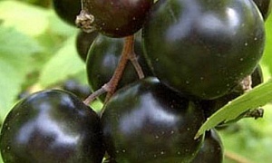 Смородина черная  "Десертная Огольцовой"