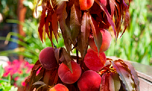 Персик колоновидный "Кримсон Бонфайр" (краснолистный)