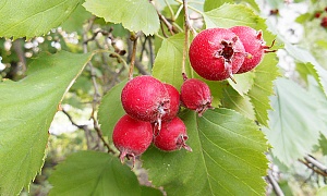 Боярышник обыкновенный Арнольда (Crataegus Arnoldiana)