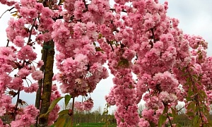 Сакура "Плакучая Пестролистная"