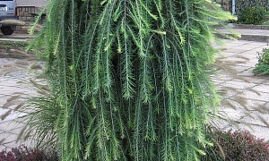 Лиственница европейская "Пули" Лиственница европейская "Пули"