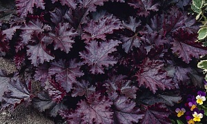 Гейхера "Palace Purple"